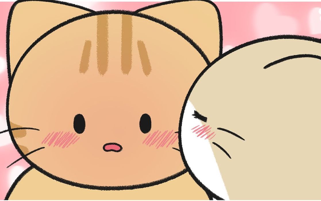 芝士猫不为人知的四个秘密|宠物知识科普动画