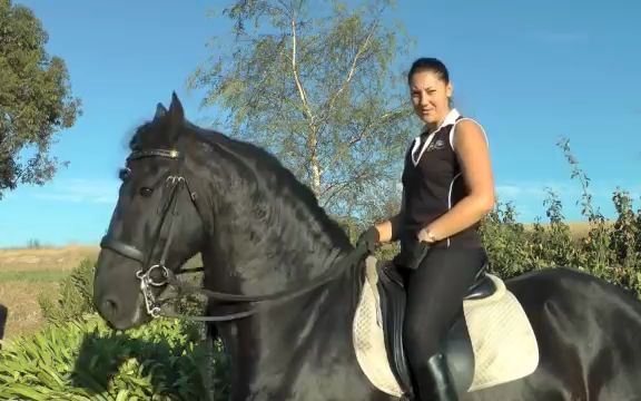 骑乘成功课35:提高你的骑乘坐姿 IMPROVING YOUR HORSE RIDING SEATYour Riding Success Episode 35哔哩哔哩bilibili