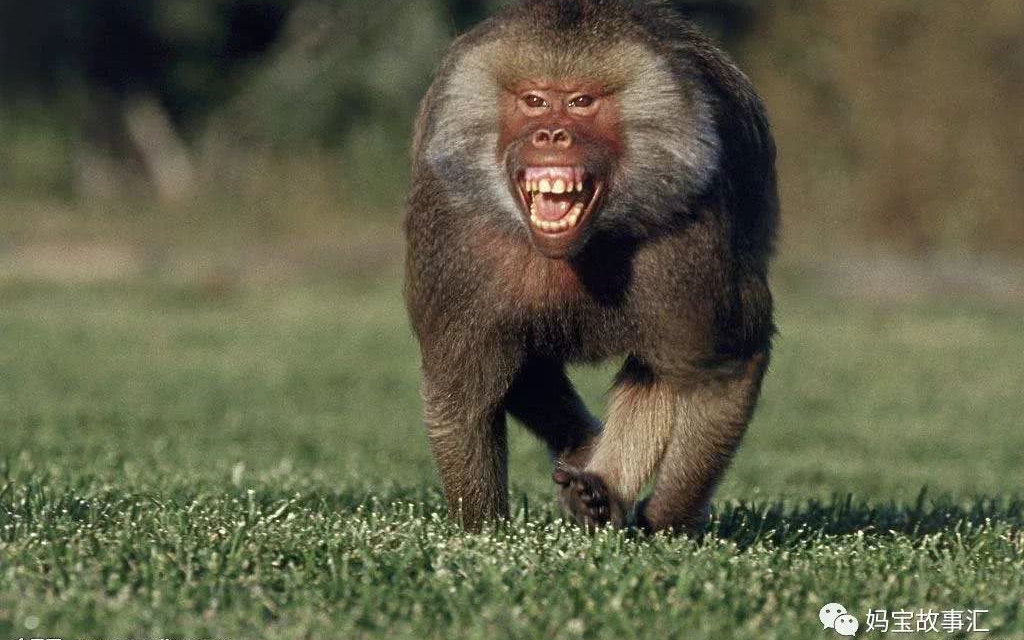 活动作品狒狒的成王之路两大族群的死斗