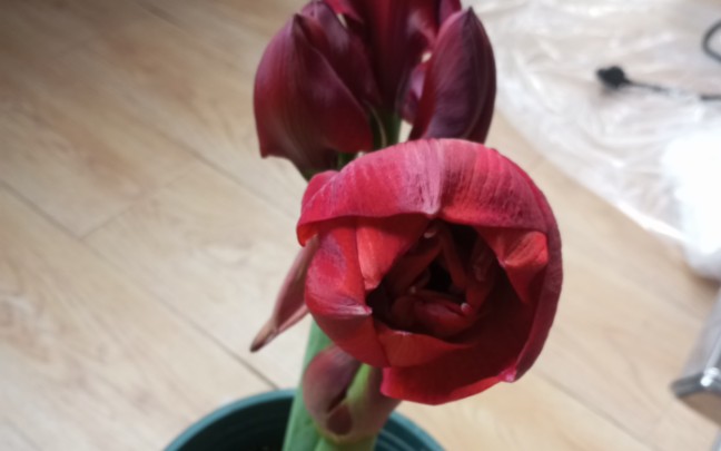 重瓣黑天鹅朱顶红含苞欲放