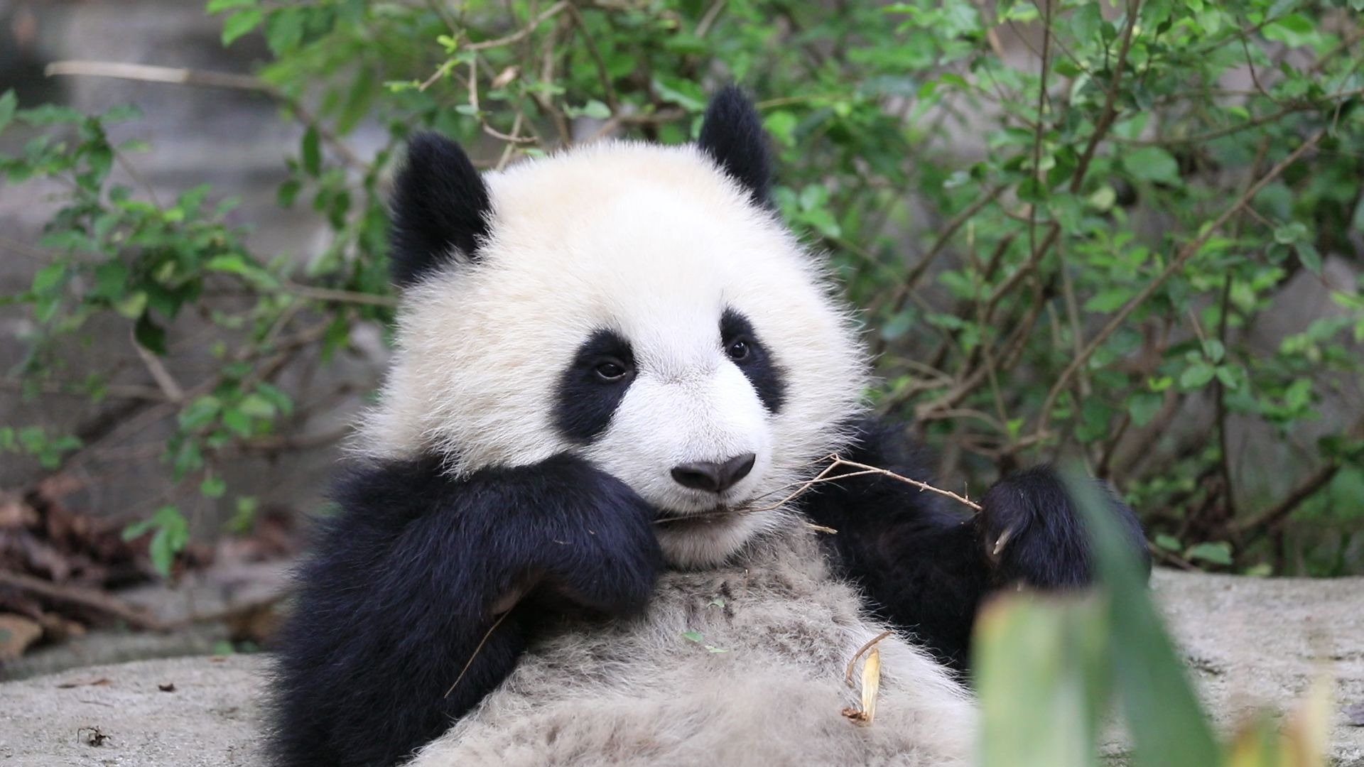 【大熊猫成浪】成浪花啃树枝啃累啦,伸出小手手打个招个呼,我要喘口气