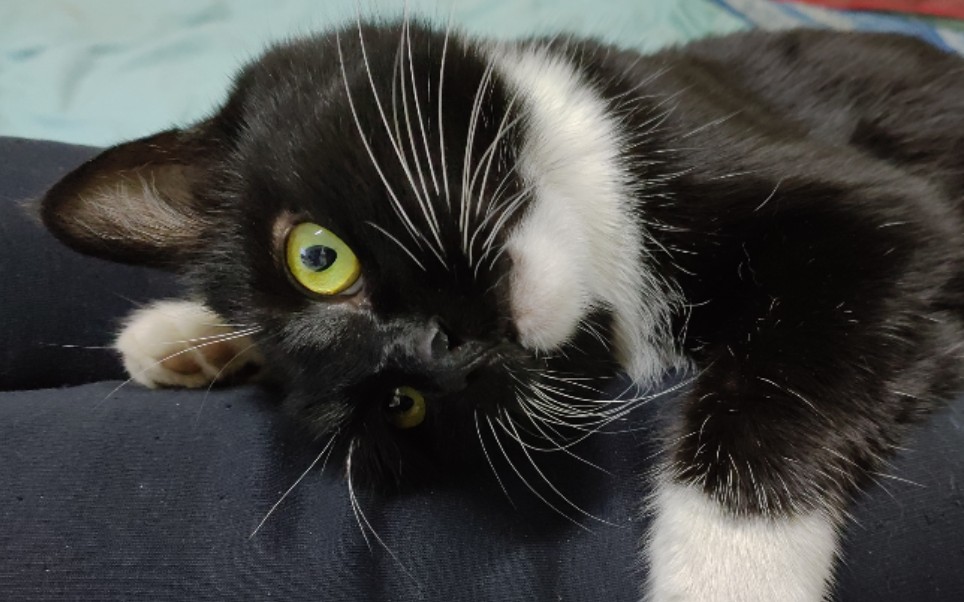 r哥猫儿子的日常自娱自乐奥斯卡