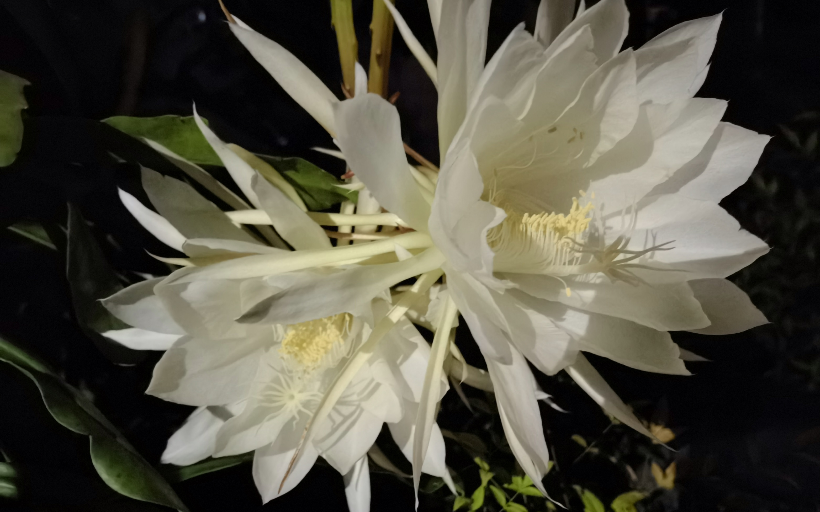 【夜昙花】七星高照_哔哩哔哩_bilibili