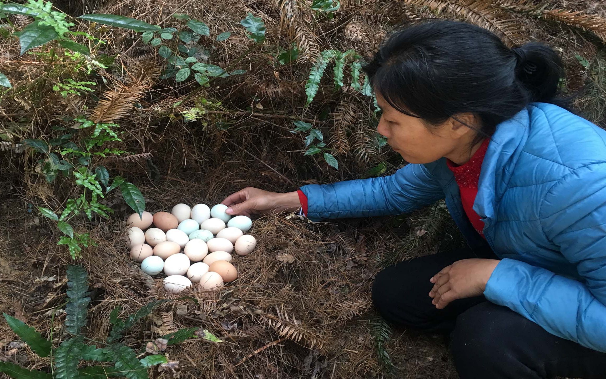 小曾和朋友去山里捡鸡蛋,捡比吃更有趣,你们有捡过吗