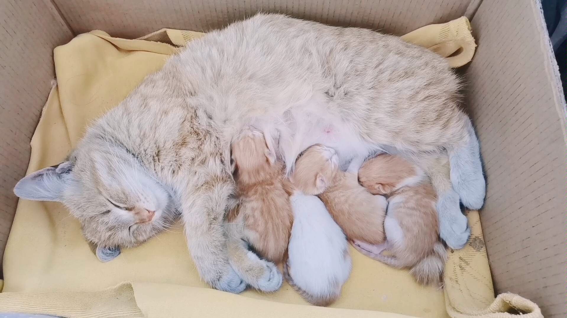 橘猫生的小仔子