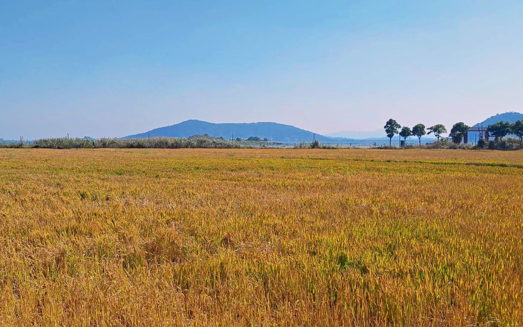 秋天漫心岛前的金黄色稻田