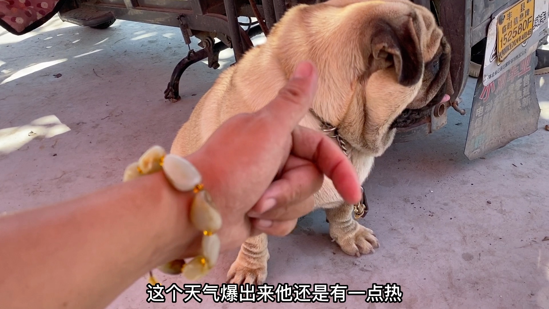 巴哥犬真是太可爱了哔哩哔哩bilibili