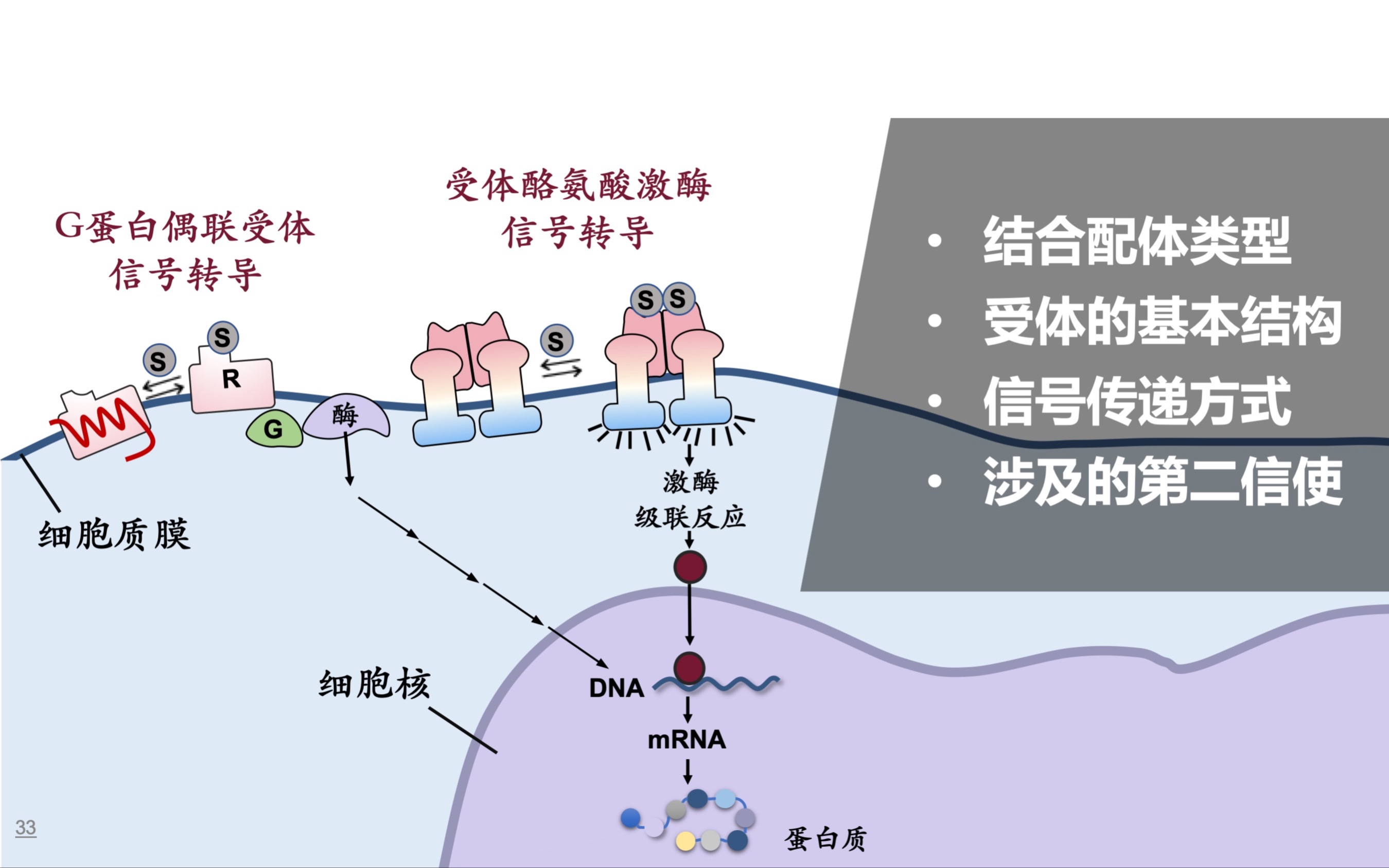 酶偶联受体图片