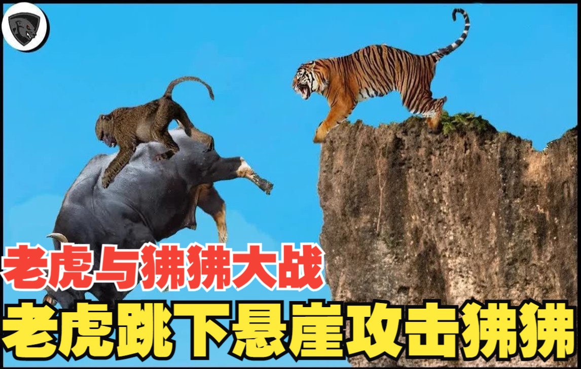 老虎与狒狒大战!老虎不顾一切地跳下悬崖攻击狒狒(动物原声)
