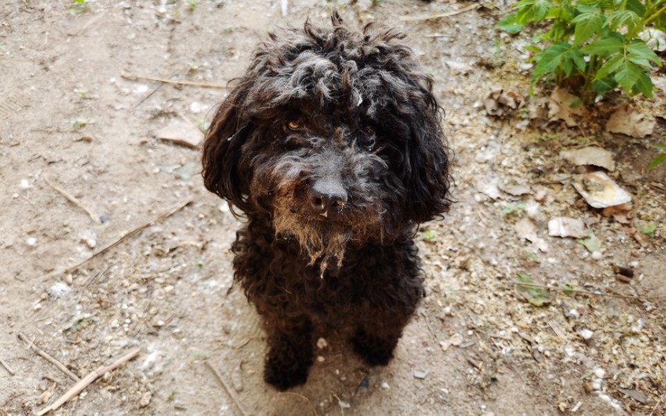 农村家养泰迪变成流浪狗,毛发打结臭味难闻,看了让人心酸!