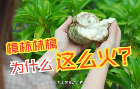 有“水果补品”之称的樟林林檎火爆全潮汕!哔哩哔哩bilibili