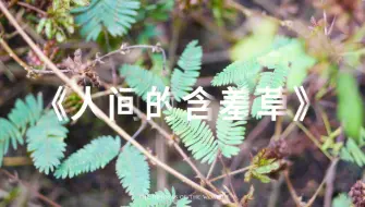 下载视频: 一名高中生基于对抑郁的思考制作的的微电影 |   《人间的含羞草》