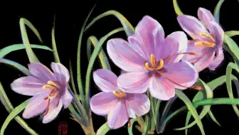 捞 365生日花 2月8日 土马鬃 哔哩哔哩 Bilibili