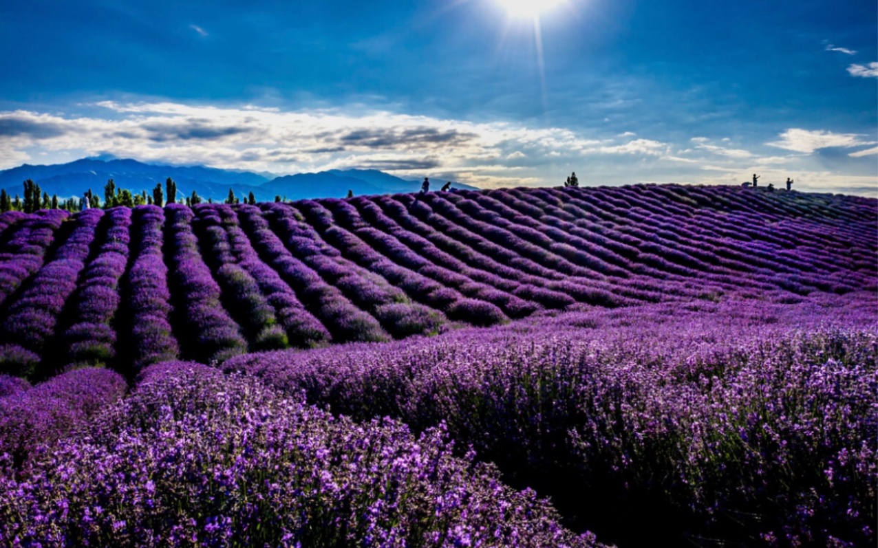 摄影师镜头下的新疆伊犁薰衣草