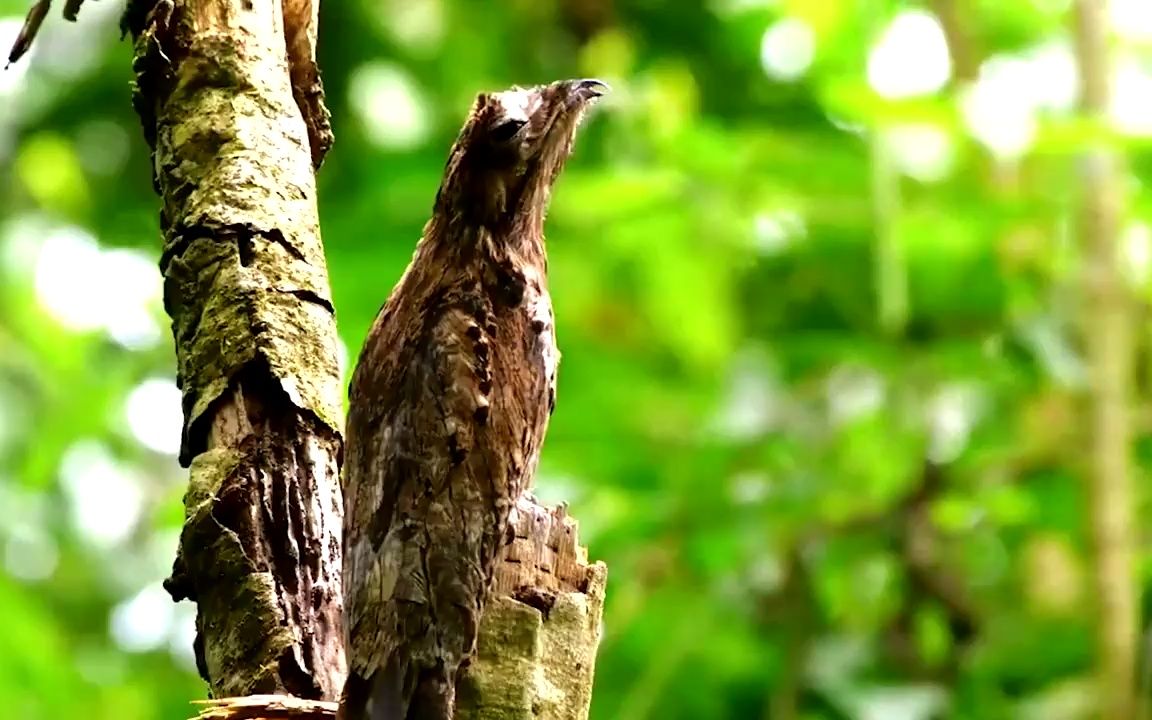 这鸟柔韧度惊人,脖子可旋转360°,骨头"咔咔"作响也不怕!