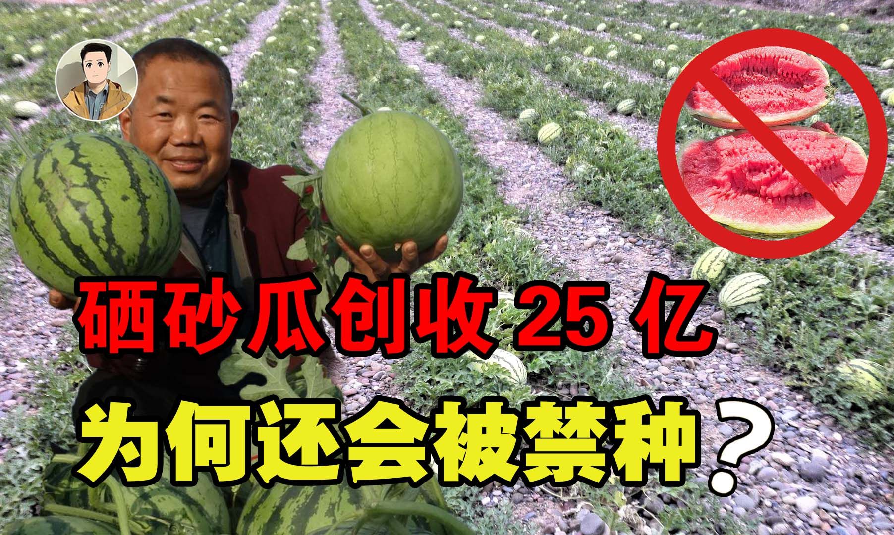 从创收25亿到被局部禁种!宁夏"瓜王"的硒砂瓜,为何跌落神坛?