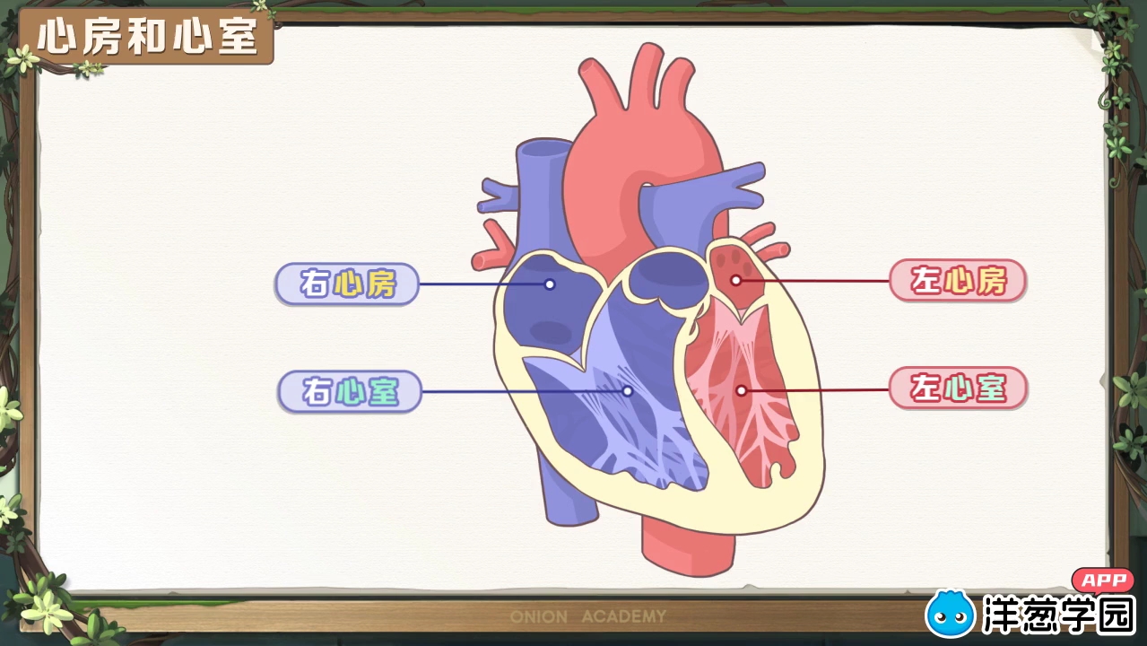 [生物]心脏的结构哔哩哔哩bilibili