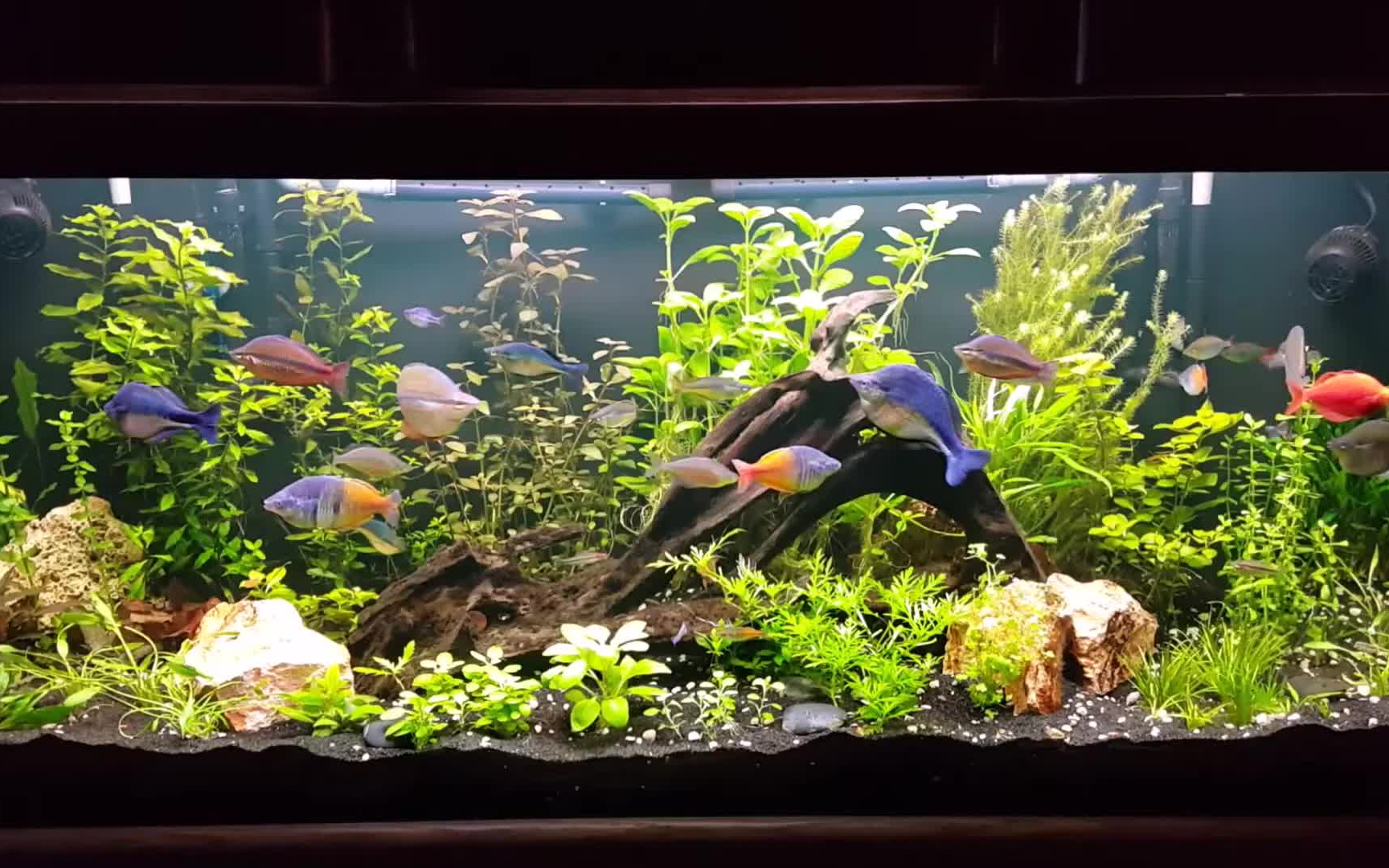 [图]120加仑彩虹鱼缸欣赏（201701)/120 Gallon Rainbow Fish Planted Aquarium January 2017