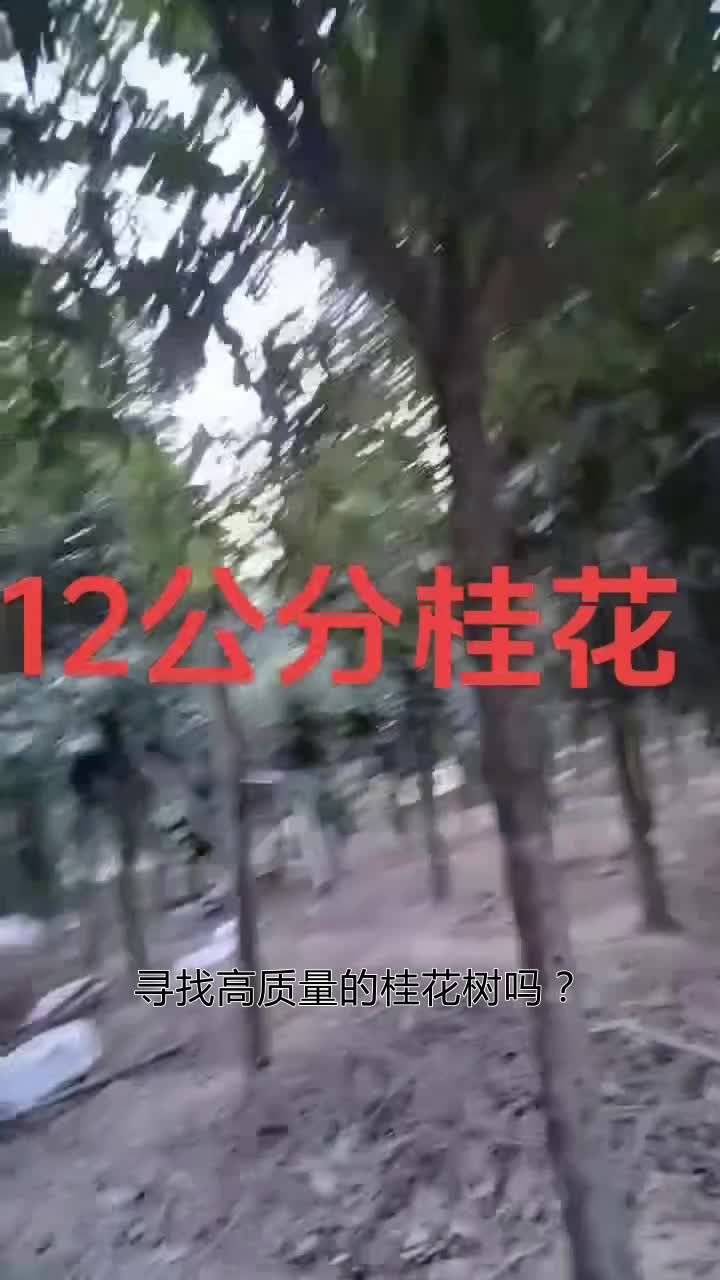 怒江绿城桂花树基地丹桂10公分哪里有售哔哩哔哩bilibili