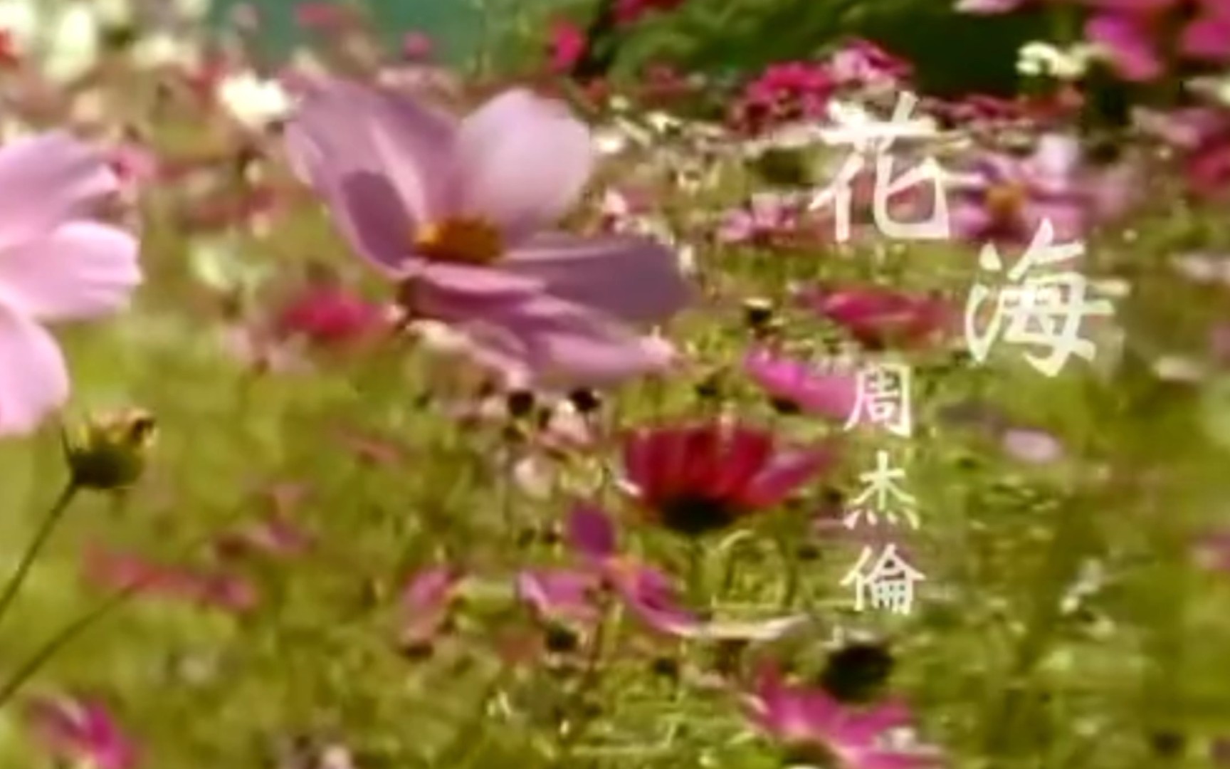 【鞠婧祎,陈立农】《花海》歌曲周杰伦《花海》修复版MV哔哩哔哩bilibili