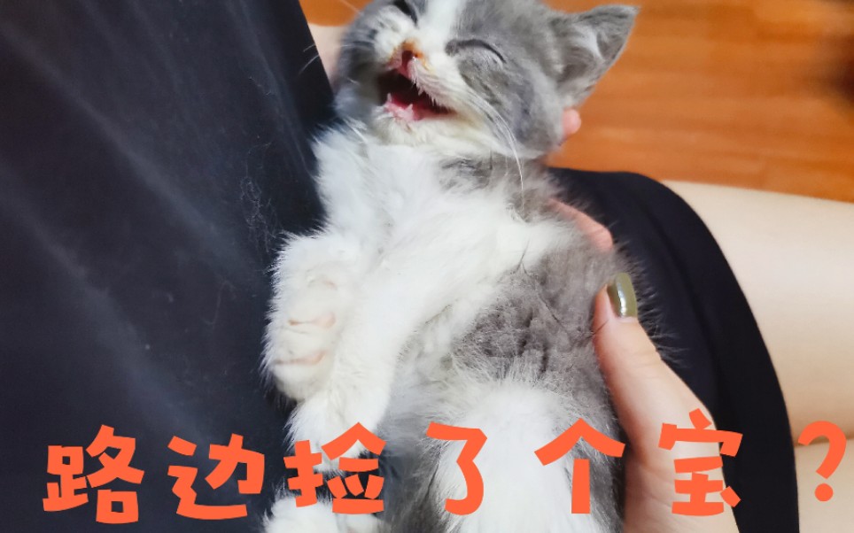 【猫播】路边捡到一只英短蓝白猫崽哔哩哔哩bilibili