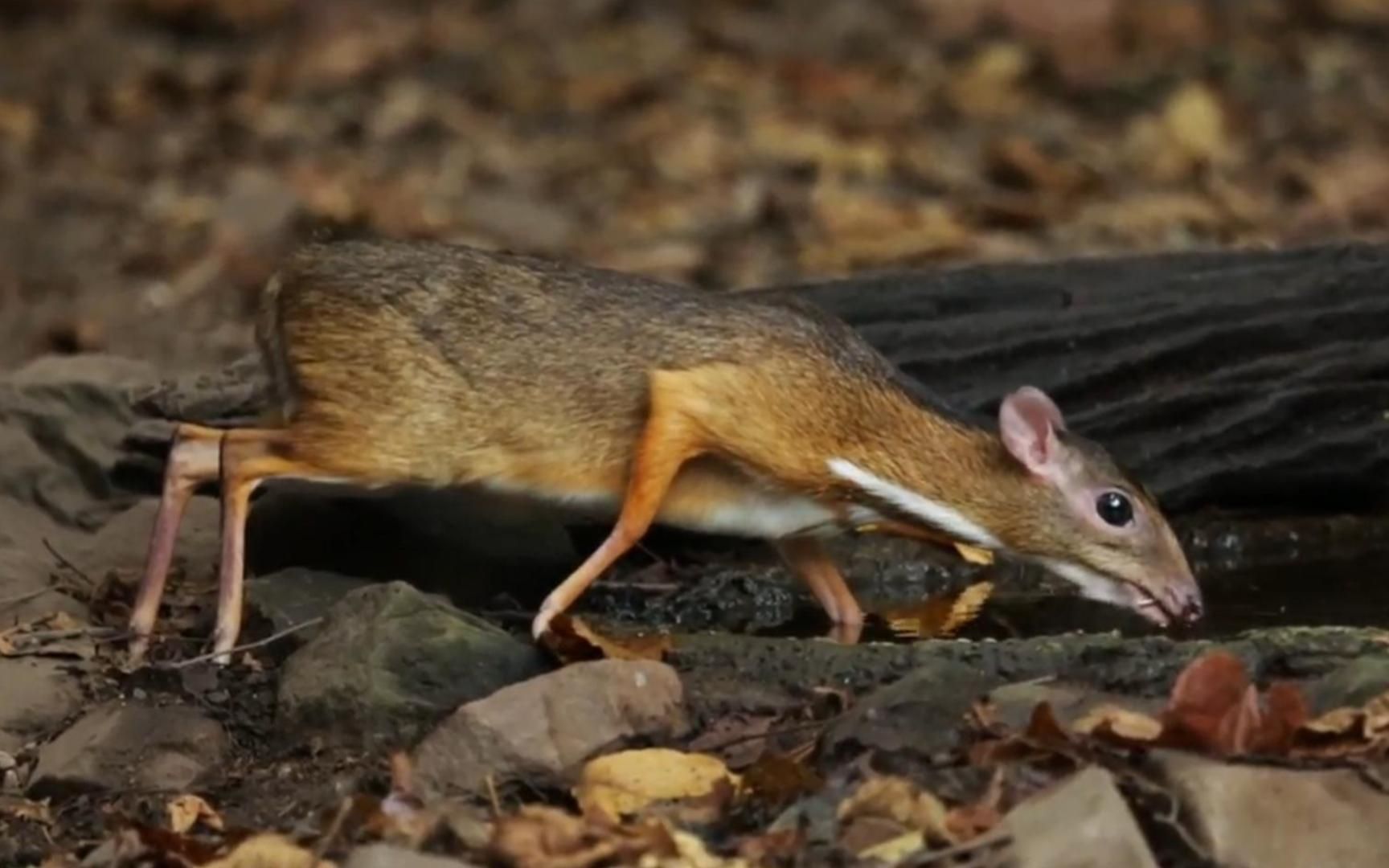 鼷鹿:世界上最小的鹿