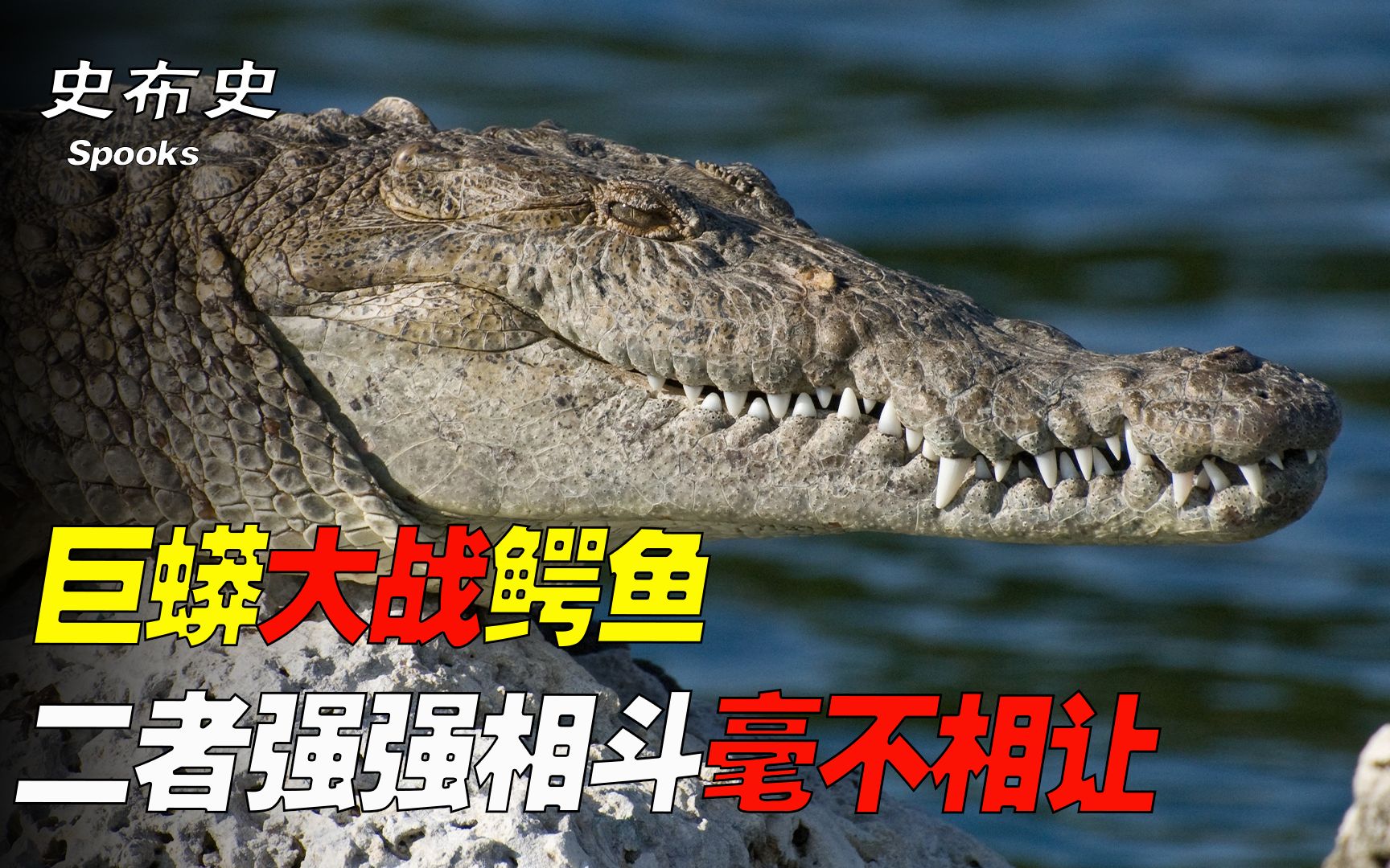 巨蟒大战鳄鱼,二者强强相斗毫不相让,谁能赢得王者桂冠呢?