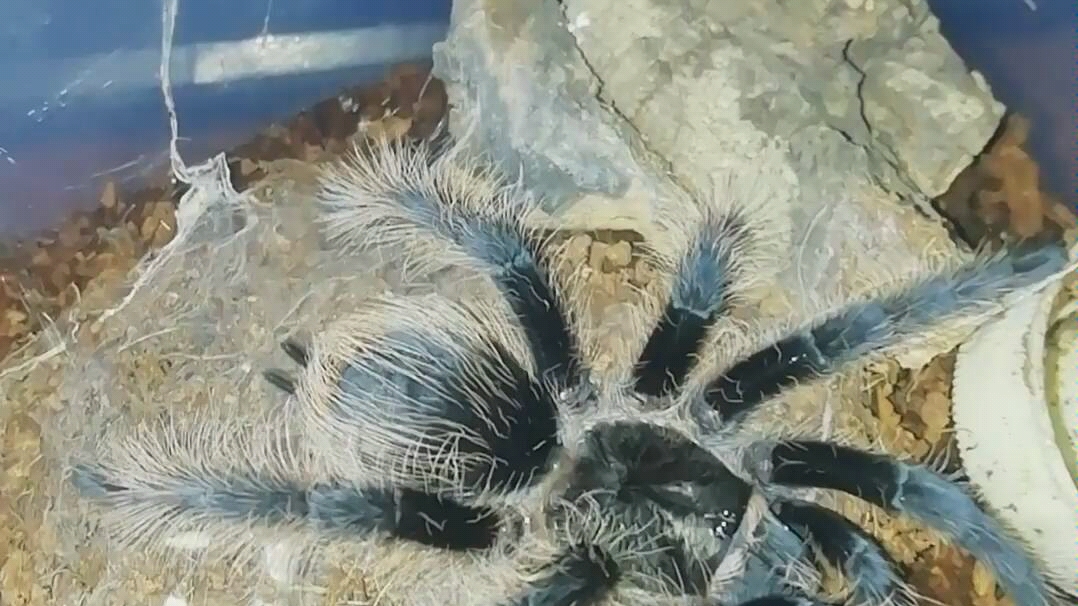 【捕鸟蛛】9cm洪都拉斯卷毛和5cm尼加拉瓜卷毛的硬核吃播