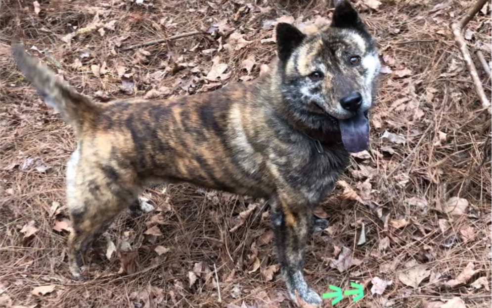 虎斑犬幼犬价格图片