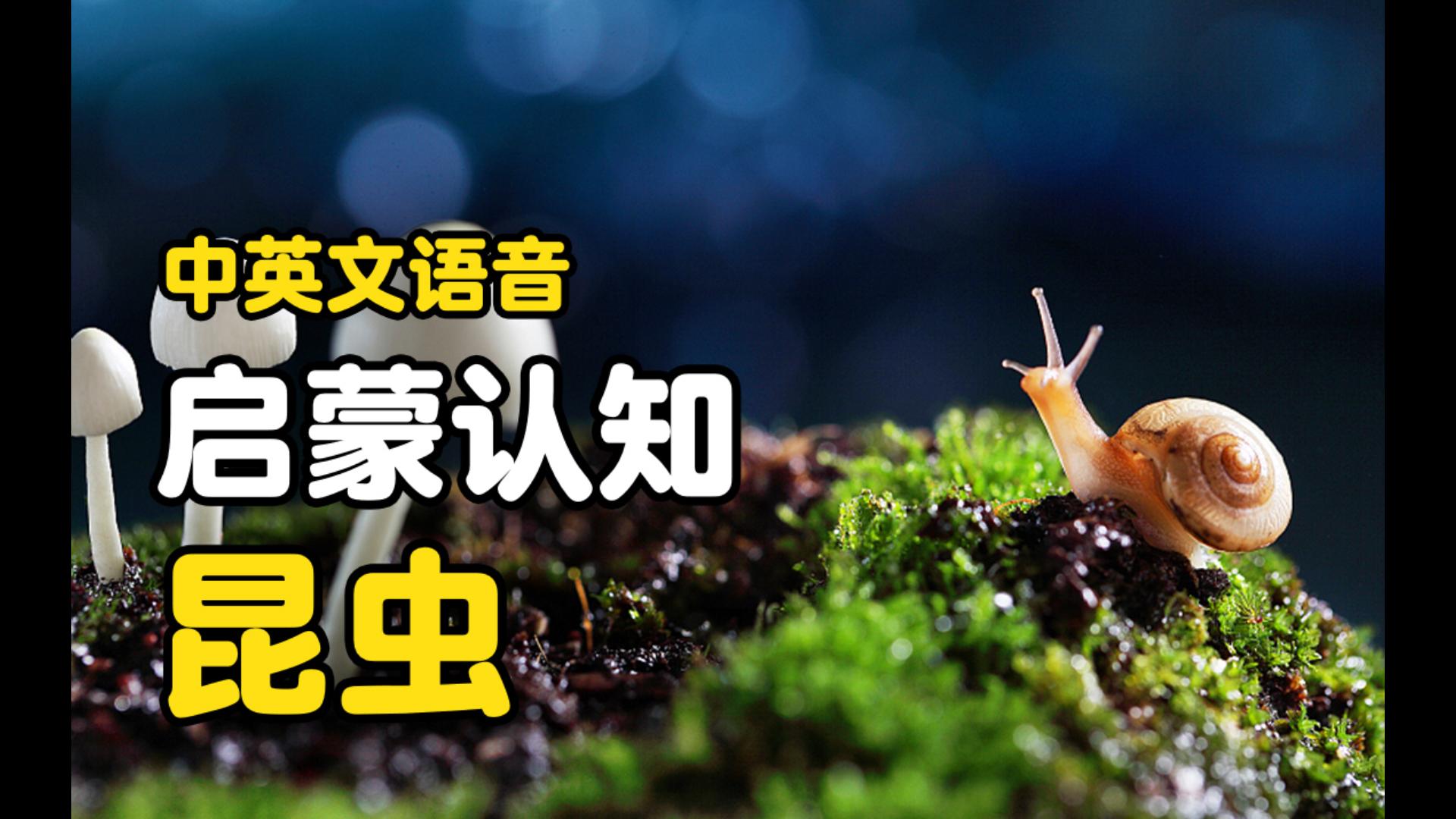 [图]宝宝启蒙认知🐝认识各种昆虫🦋蝴蝶🐞蜻蜓🐌蜗牛视频中英文发音🚛