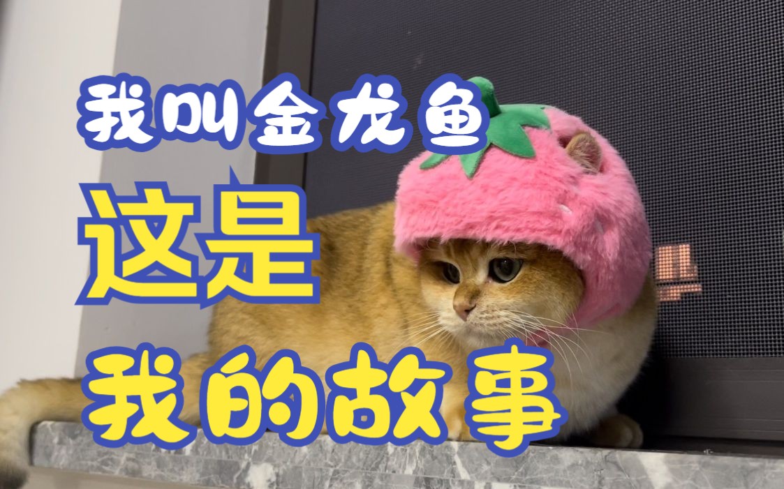 《一篇来自猫咪的日记》哔哩哔哩bilibili