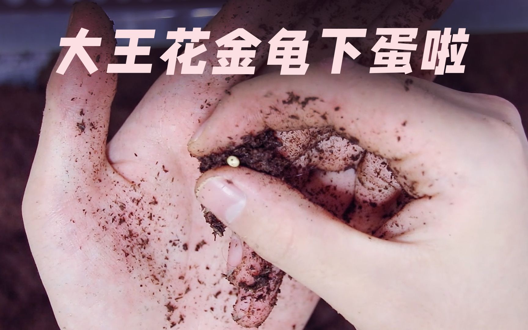 甲虫繁育甲虫生宝宝了一天一个蛋大王花金龟开产房时刻