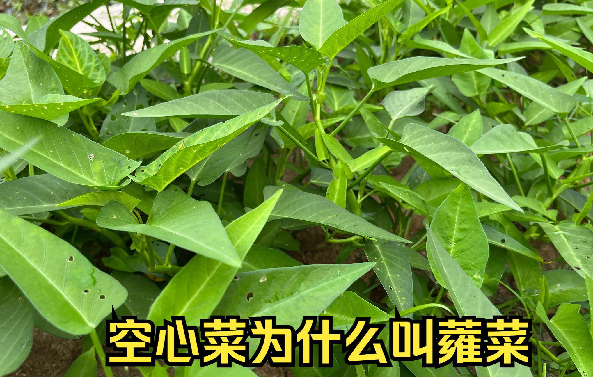 空心菜为什么叫蕹(w㨮g)菜?空心菜是重金属超标吗?哔哩哔哩bilibili