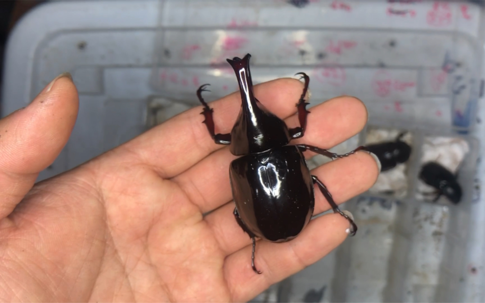 养200只黑金刚姬兜之挖蛹和新羽化成虫_哔哩哔哩_bilibili