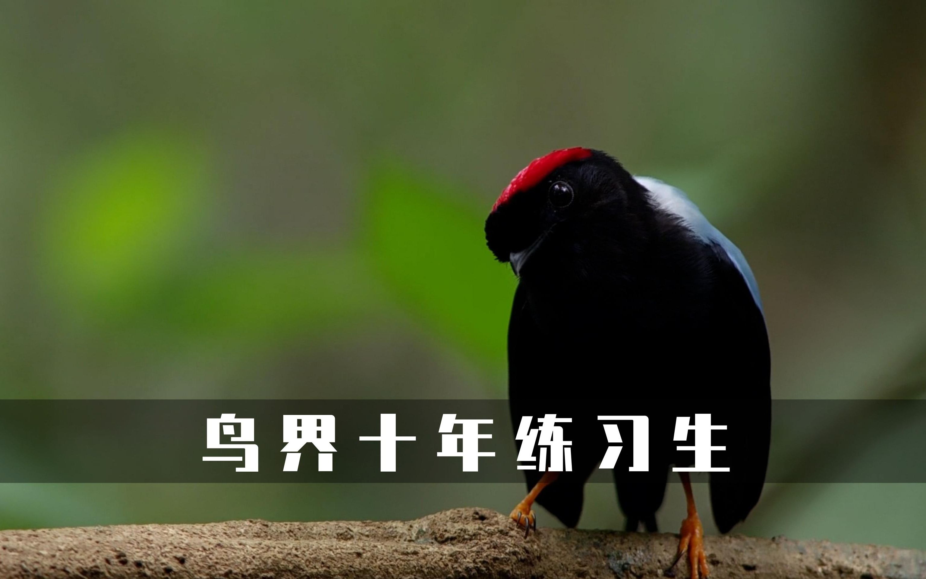 为了找对象，这只鸟整整练习了十年舞蹈-博林讲动物-博林讲动物-哔哩哔哩视频