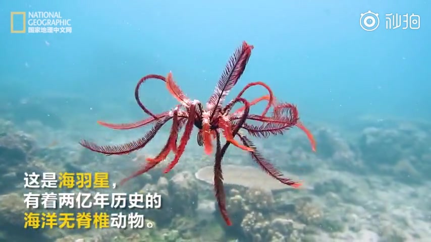 【海洋生物】海洋中的“金刚狼”:海羽星哔哩哔哩bilibili