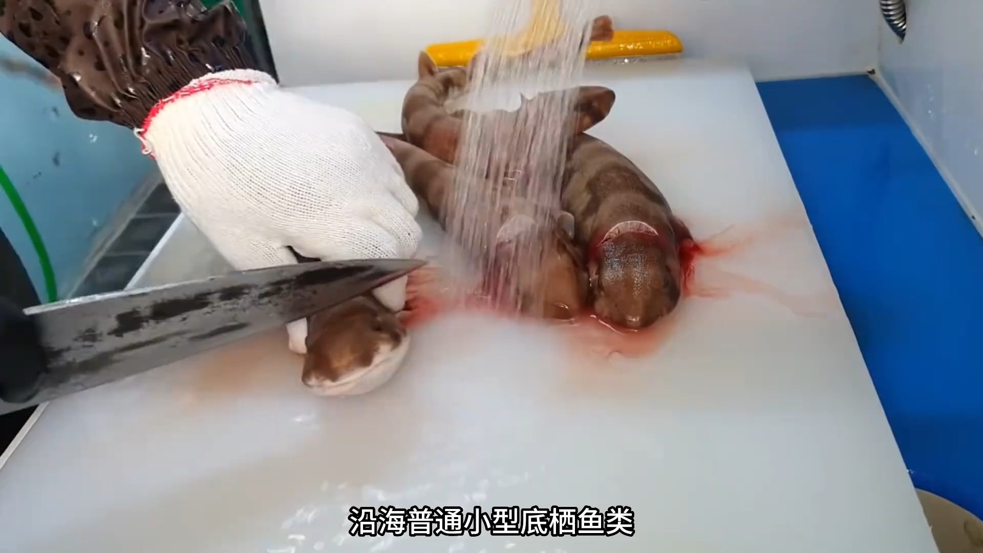 用鲨鱼做成的刺身你有吃过吗,这种是唯一一种肉质不会有酸性的鲨鱼,吃