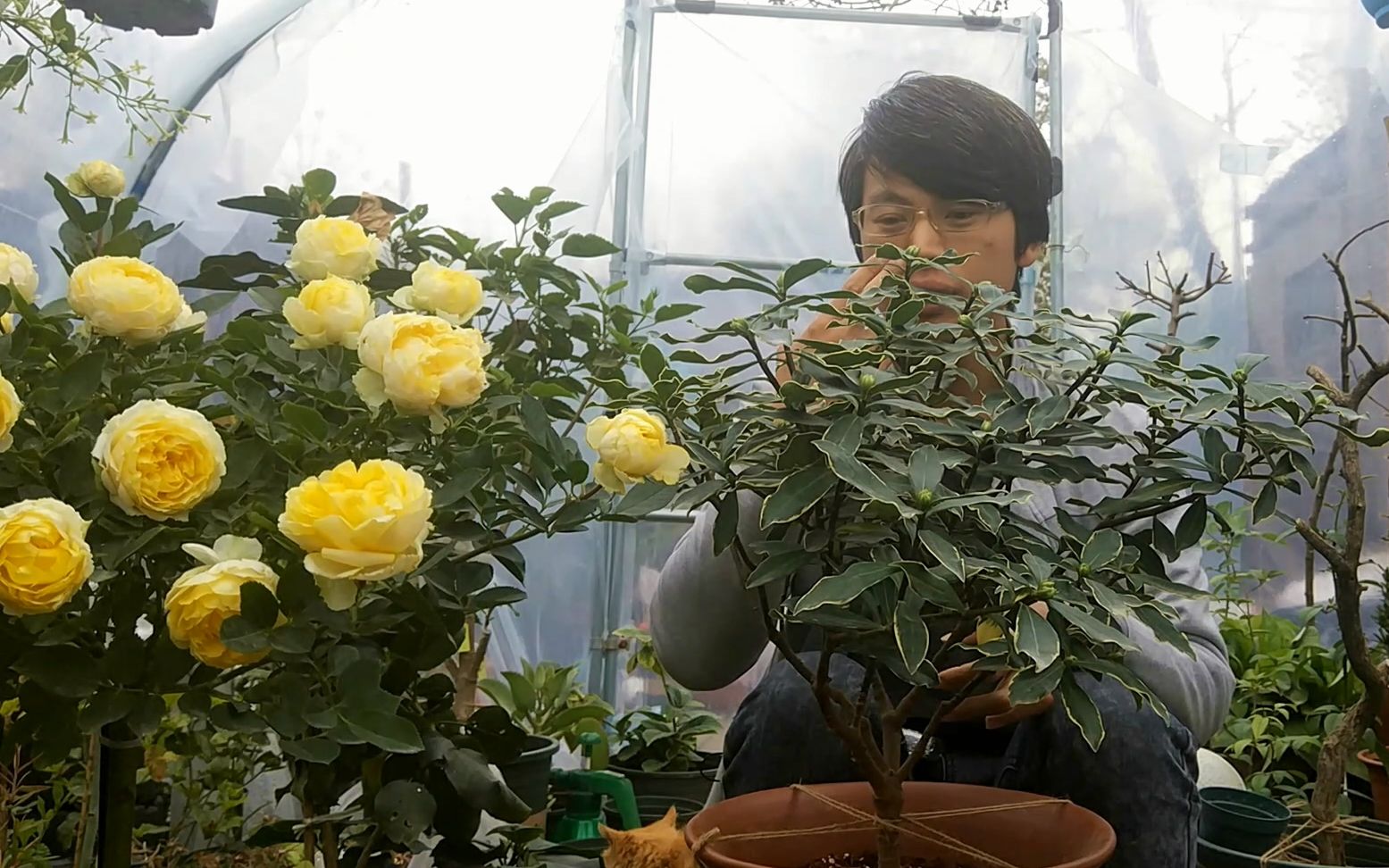 家庭盆栽瑞香,花期又长香味又浓郁,养护注意这几点就行了哔哩哔哩bilibili