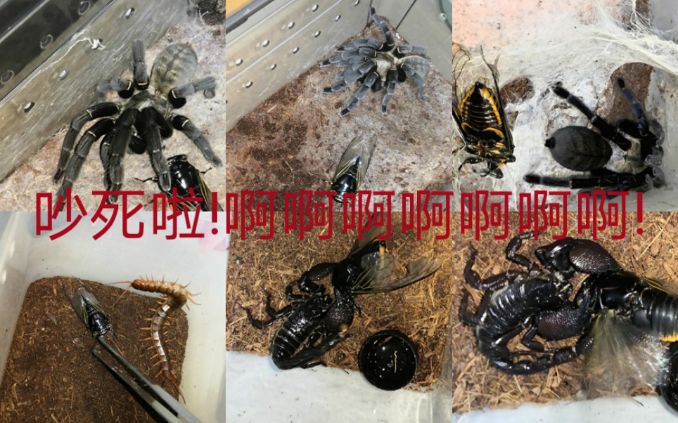 毒虫军激战目力蝉72目力昆虫军の迫害海捕红龙受虐74勇猛帝王蝎