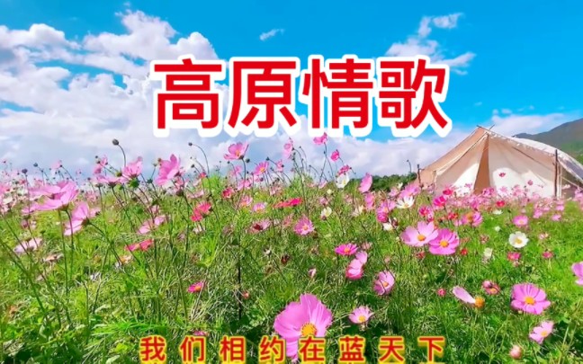 《高原情歌》曲风活泼,节奏感强,太好听了