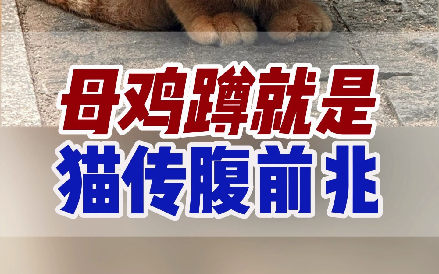 猫母鸡蹲就是生病了?猫传腹又怎么判断呢?