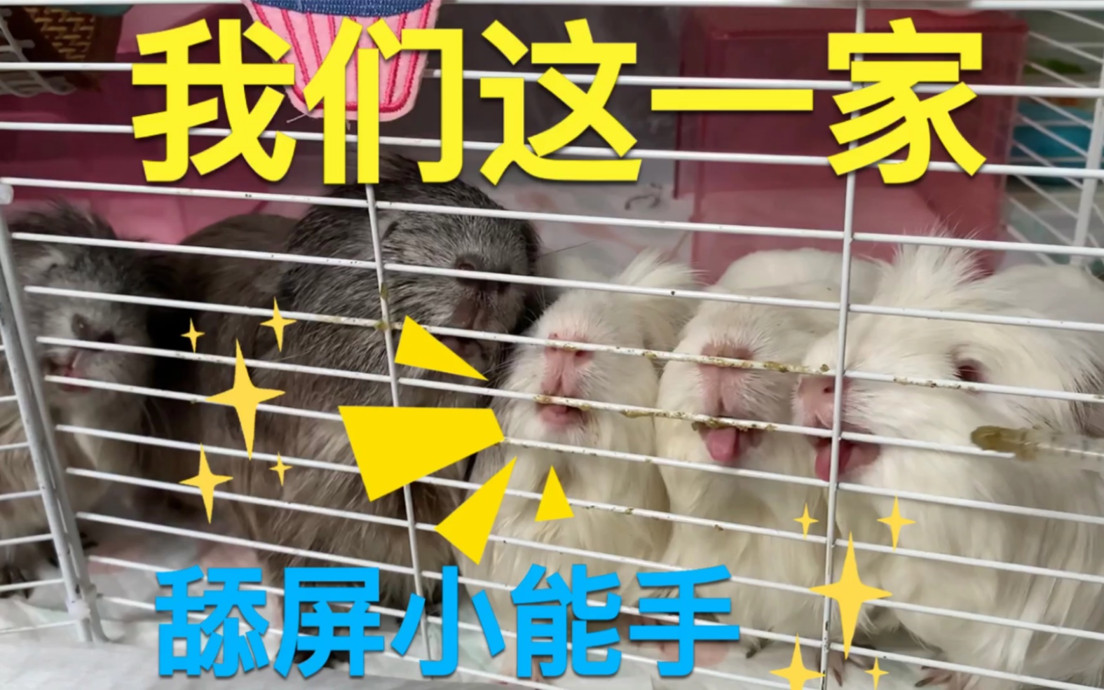 荷兰猪我们这一家/舔屏小能手哔哩哔哩bilibili