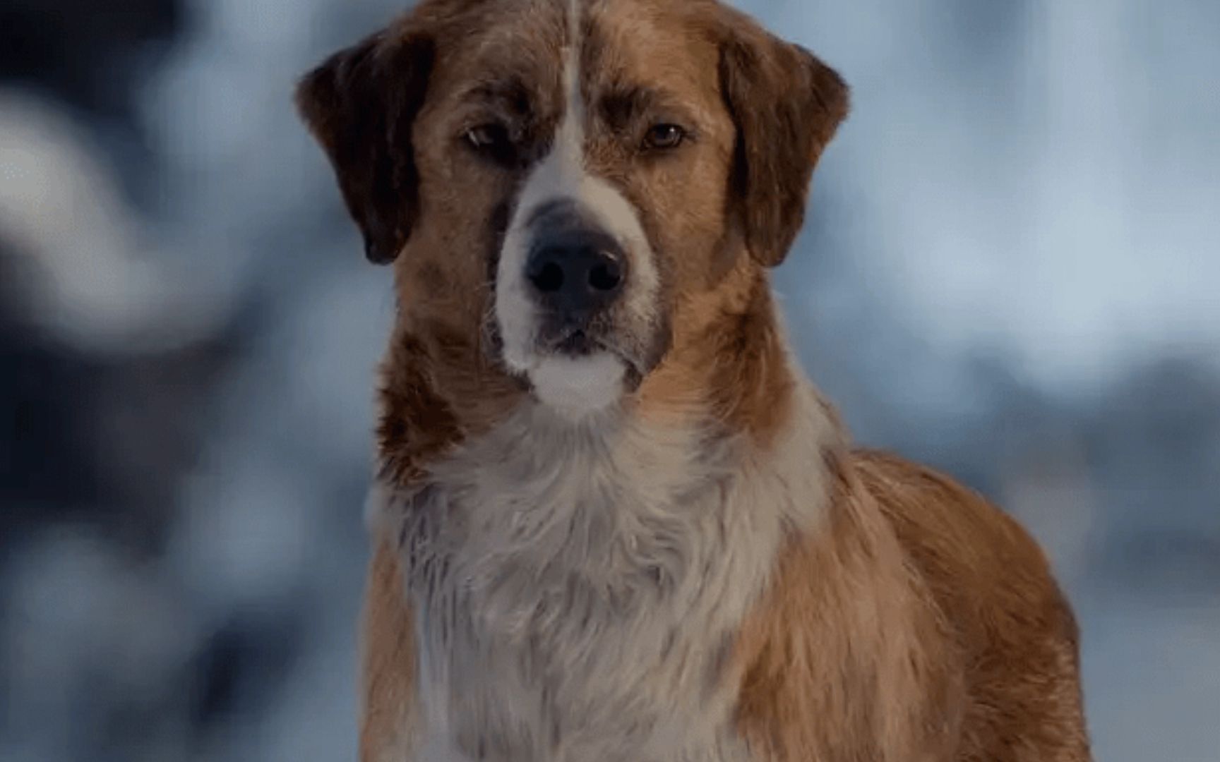 雪橇犬电影巴克图片