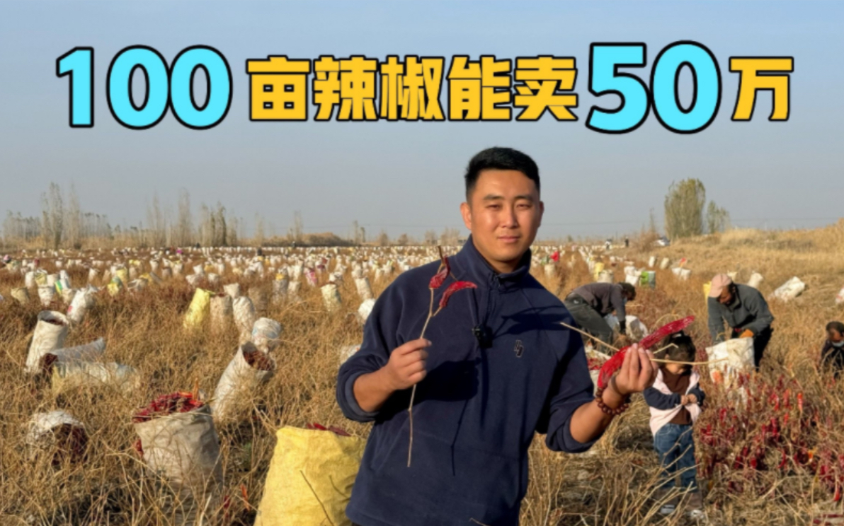 新疆100亩辣椒能卖50万,居然不是用来吃的,田间地头忙着大丰收哔哩哔哩bilibili