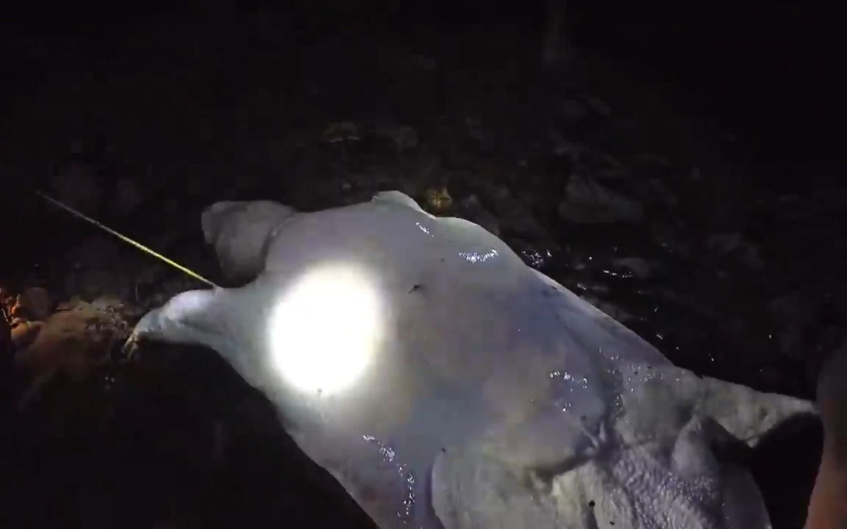 几名年轻人夜晚出去捕鱼,逮到130斤的甲鱼王,这下发财了