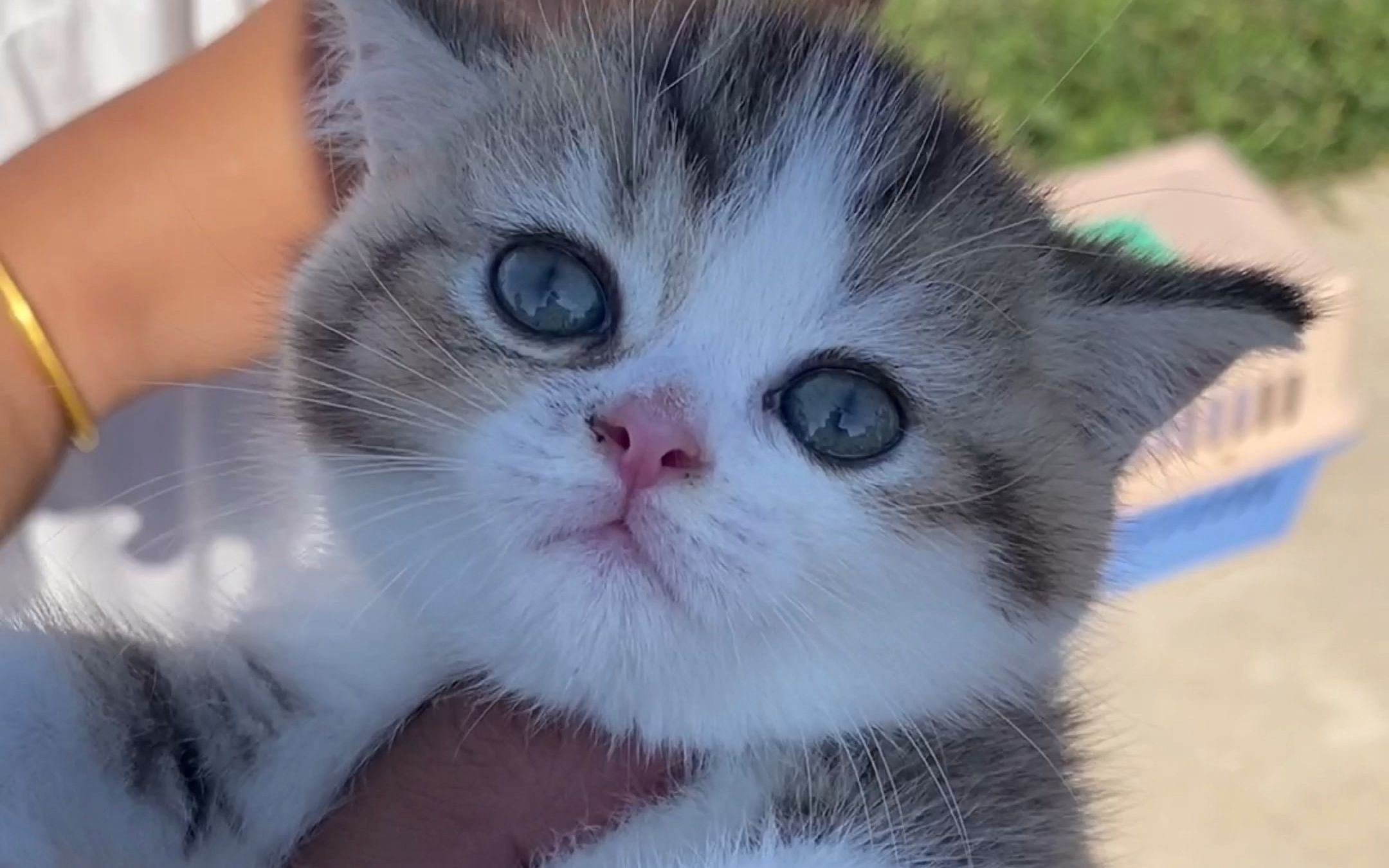 抓耗子小能手,看一只英短彩金猫_哔哩哔哩_bilibili