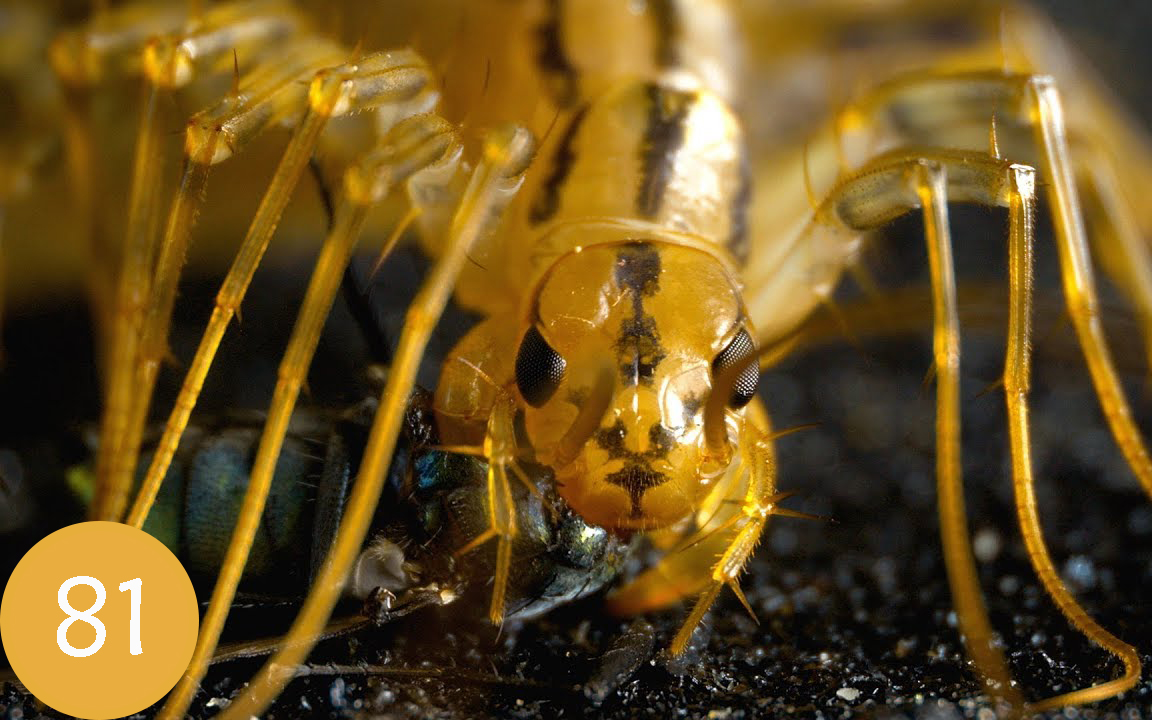 【Deep Look】第81期:蛐蜓是动作迅速的凶猛动物吗?The House Centipede is Fast, Furious,哔哩哔哩bilibili