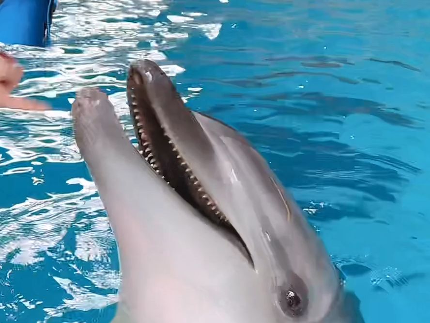 1.13海昌海洋公园海洋馆女神训练海豚录屏