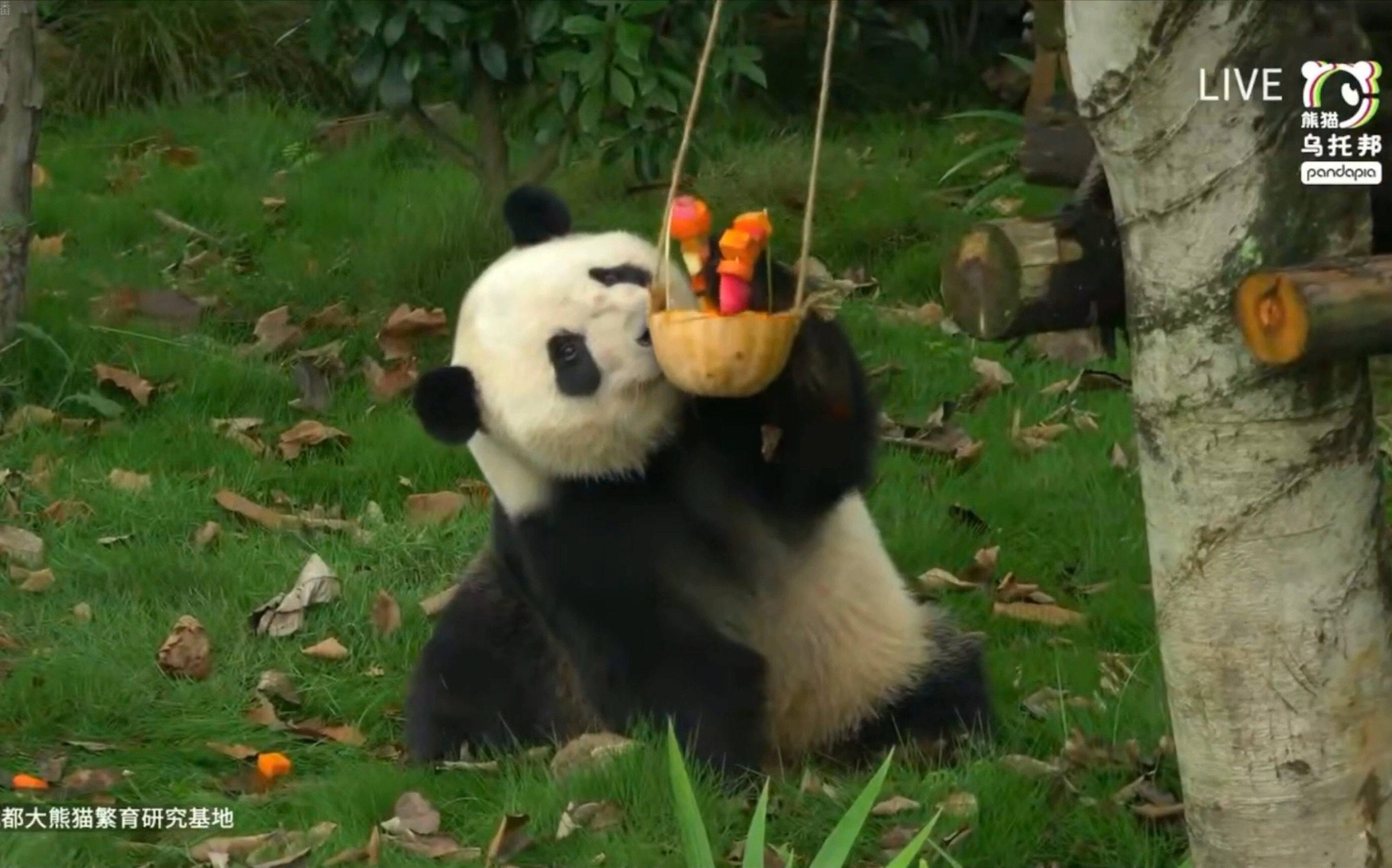 20240714大熊猫福顺福来生日录屏