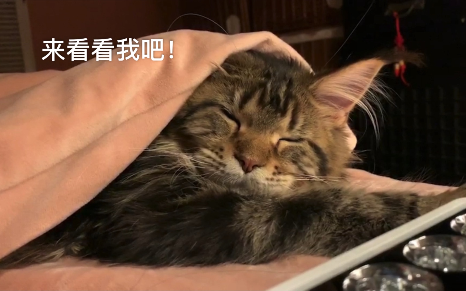 五只猫的日常片段剪辑~ 4缅因1布偶!哔哩哔哩bilibili